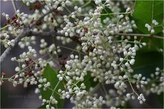 Olea dioica